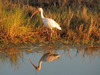 Ibis